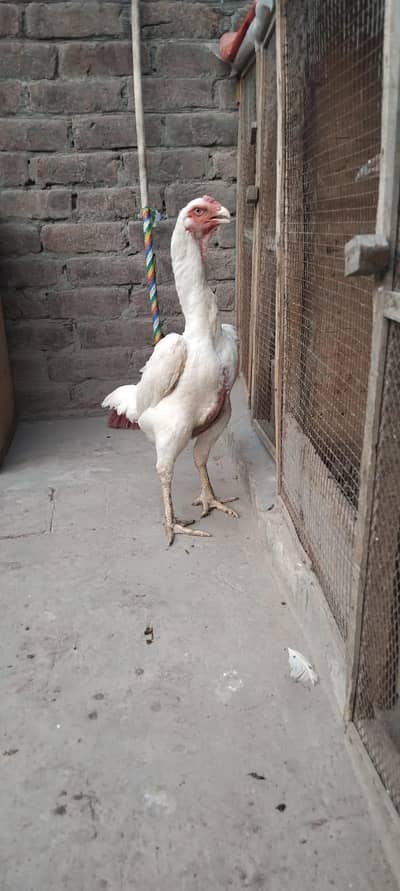 white O shamo king size female for sale