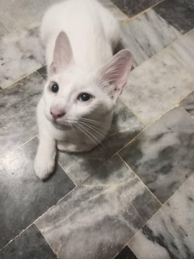 Person mix white white kitten