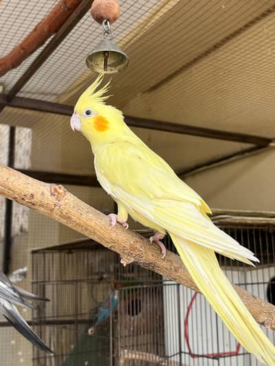 Breeding Cockateil Pair