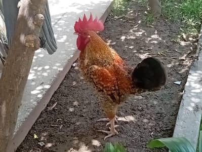 pair hen laying eggs