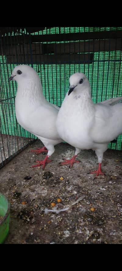 tedy kaldume ferozpuri kalsire old breed