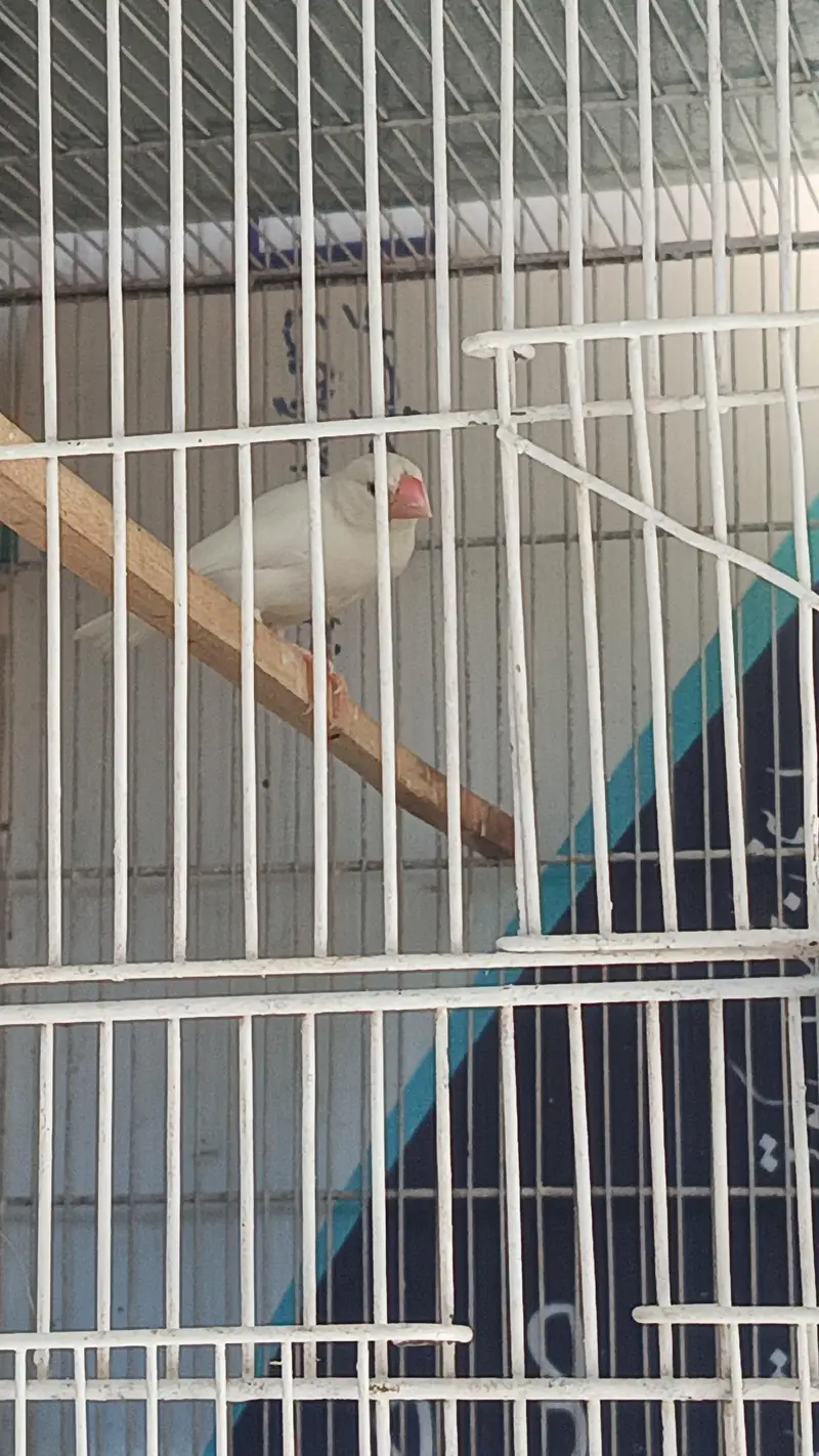 Jawa :-- Fawn White silver