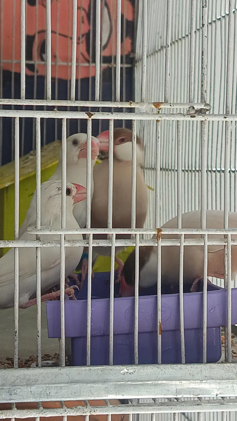 Jawa :-- Fawn White silver — photo 3