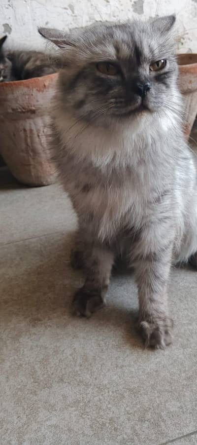 Persian cat tripple coated available for addoption