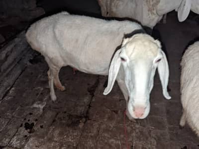 Sheep Femal