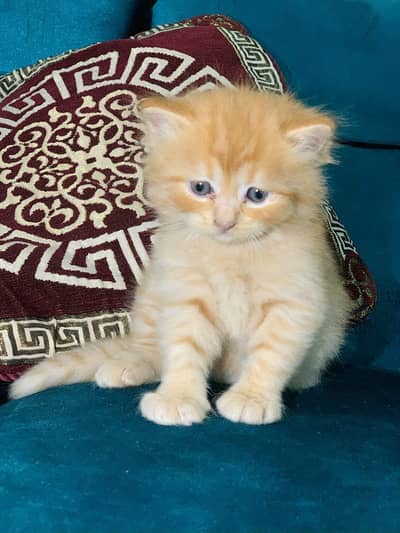 ginger persian kitten