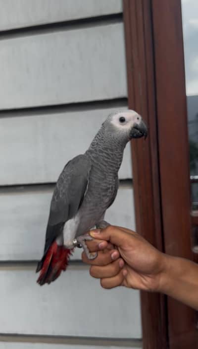 Red factor African grey parrot hand tame