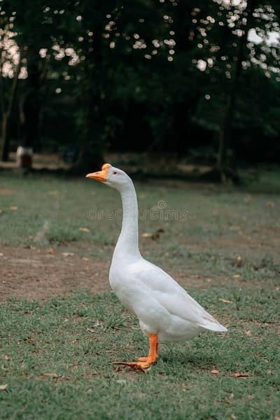 white goose long neck adult duck 2 male 5 female 1 pcs price 2000