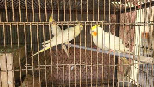 4 cocktail parrot red eyes active or healty pairs