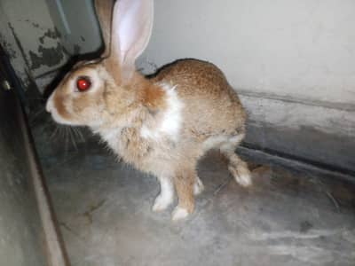 Pure Desi Jungli Breed 03281665508