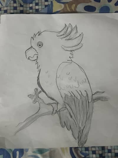 Parrot sketch