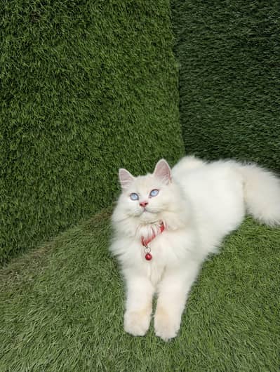 Beautiful White Persian Cat with Blue Eyes – Healthy & Friendly