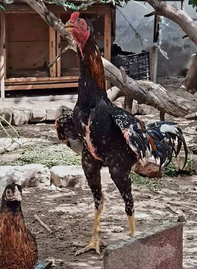 Pure Pakistani Male for sale