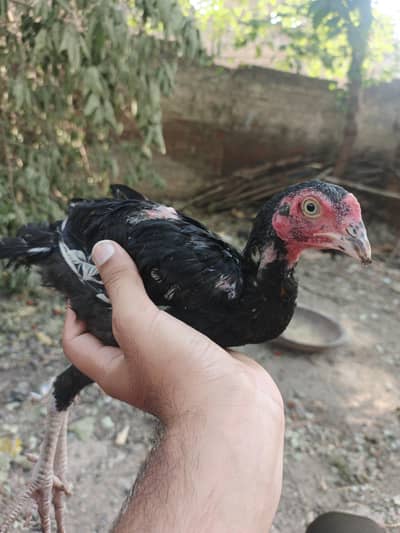 black aseel mianwali