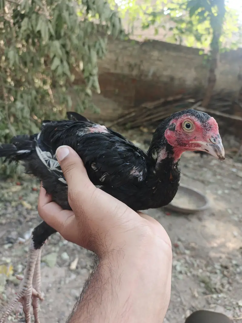 black aseel mianwali