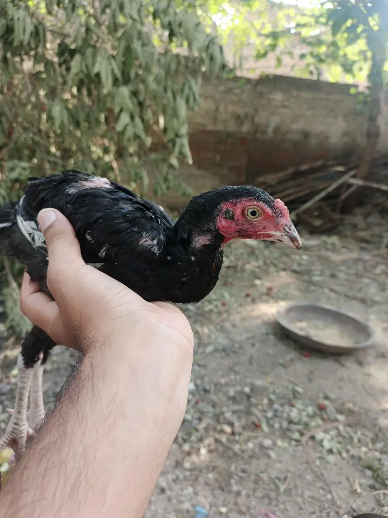 black aseel mianwali — photo 2