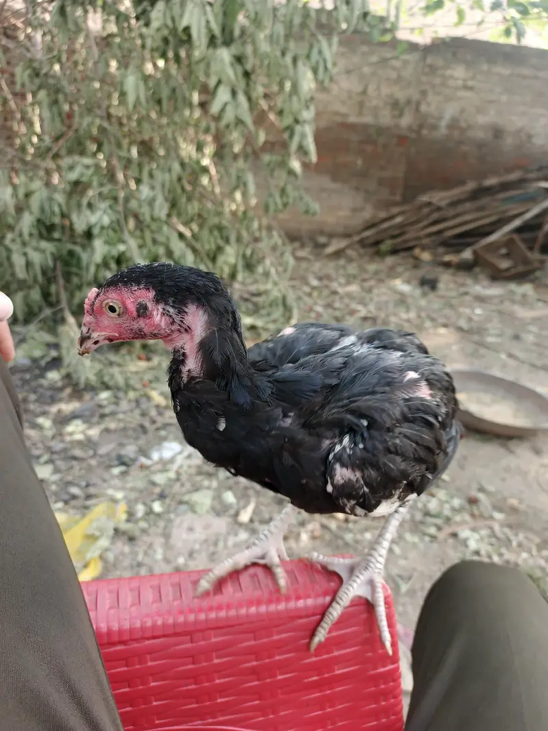 black aseel mianwali — photo 3