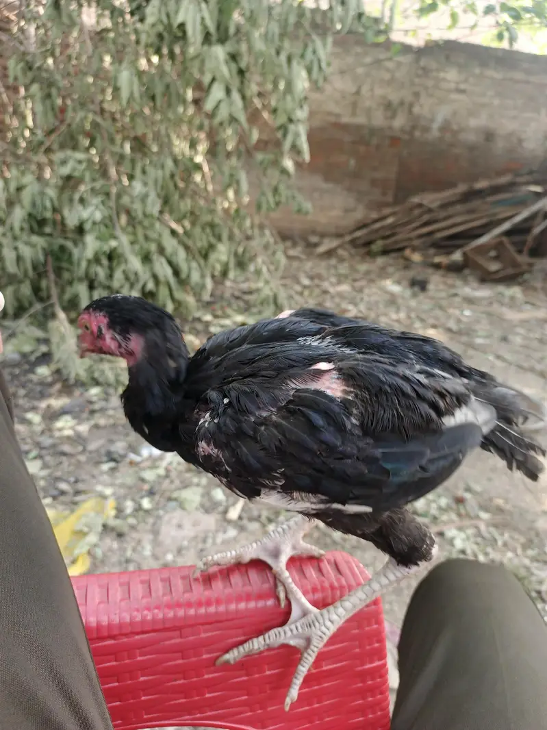 black aseel mianwali — photo 4