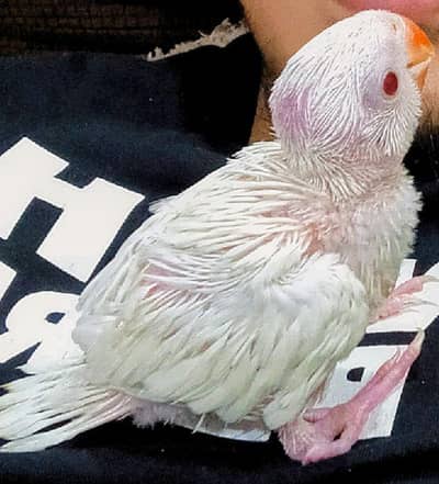 Parrot Chick