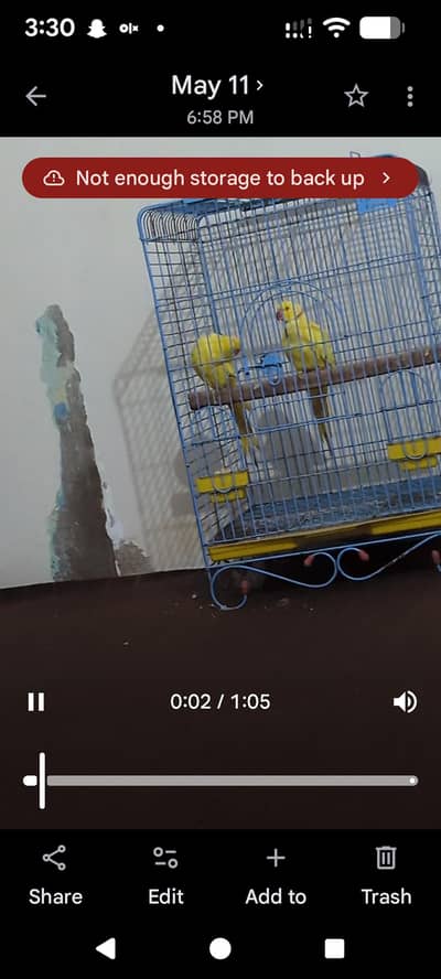 Yalow ringneck