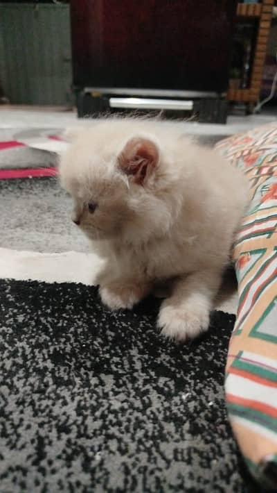 persion kitten