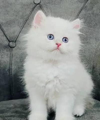 Persian cat for sale my WhatsApp number 03457084434