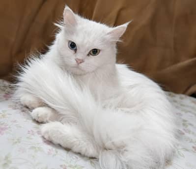 Beautiful Persian Breeder Cats Available all are healthy