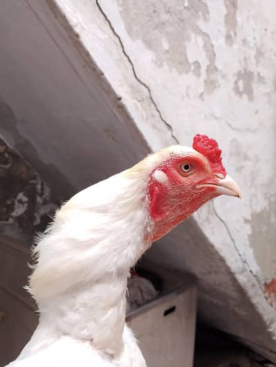 urgent for sale 1 murga 2 Madi hey