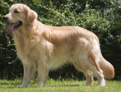 Beautiful golden retriever pup
