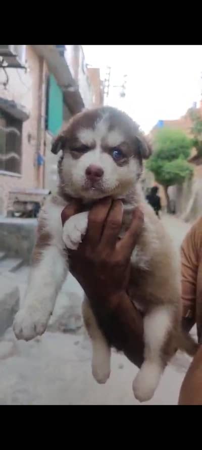 So Beautiful woolly Husky puppies available