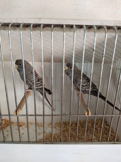gray black face split black wing pair