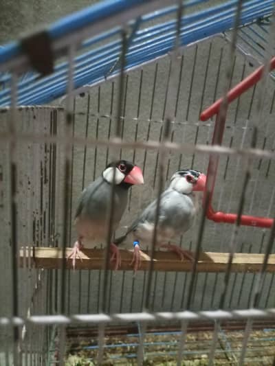 java chidiya pair available