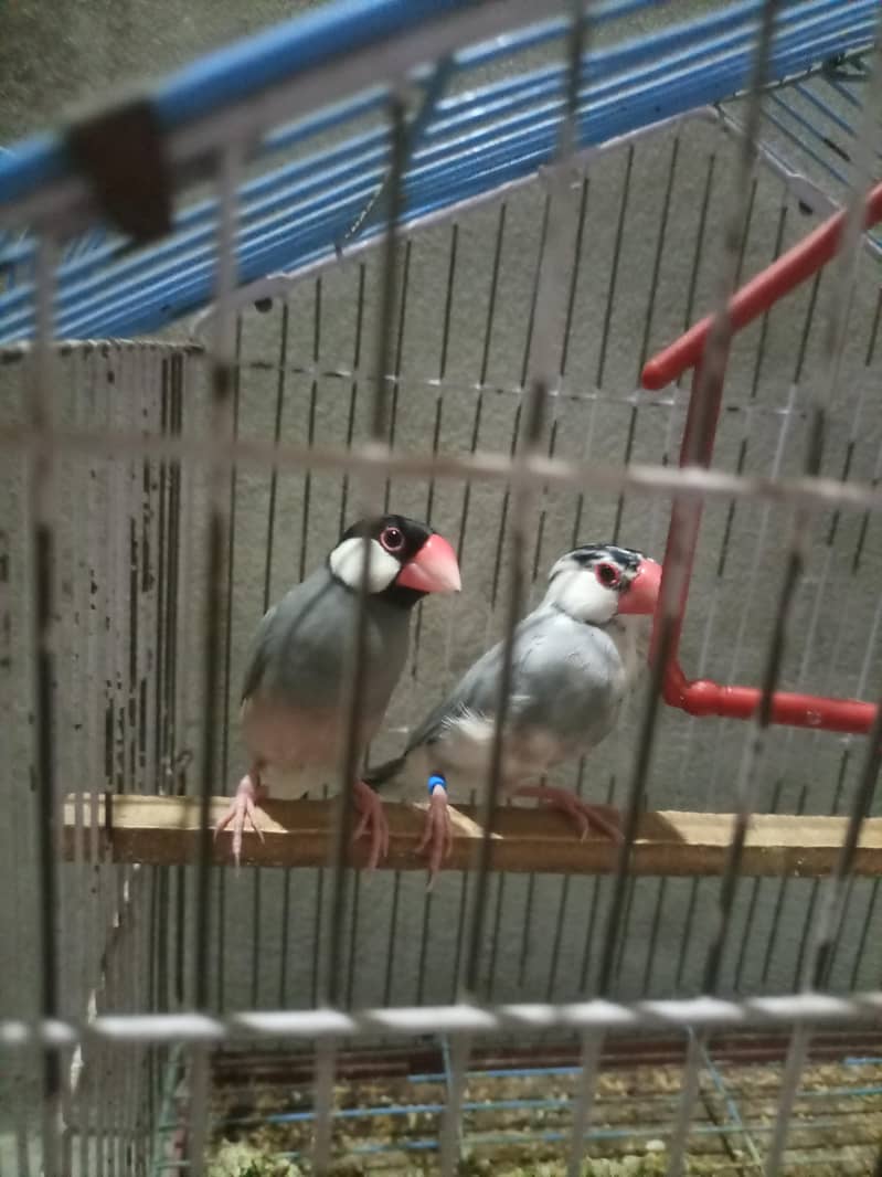 java chidiya pair available 0