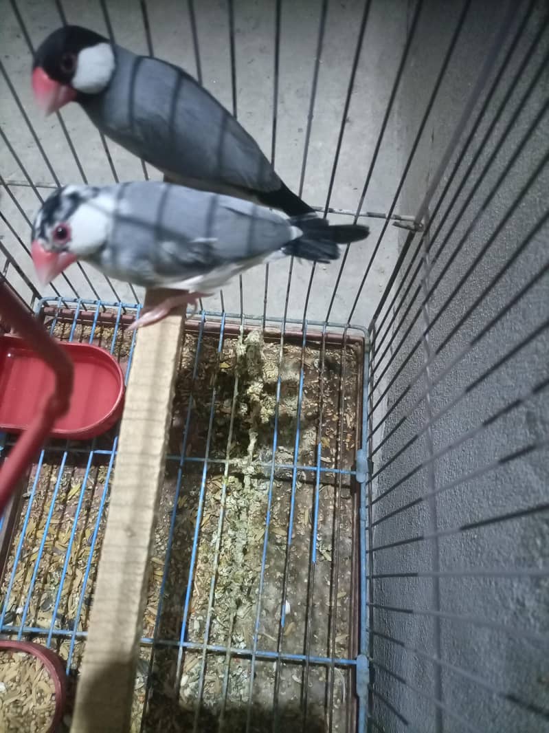 java chidiya pair available 1