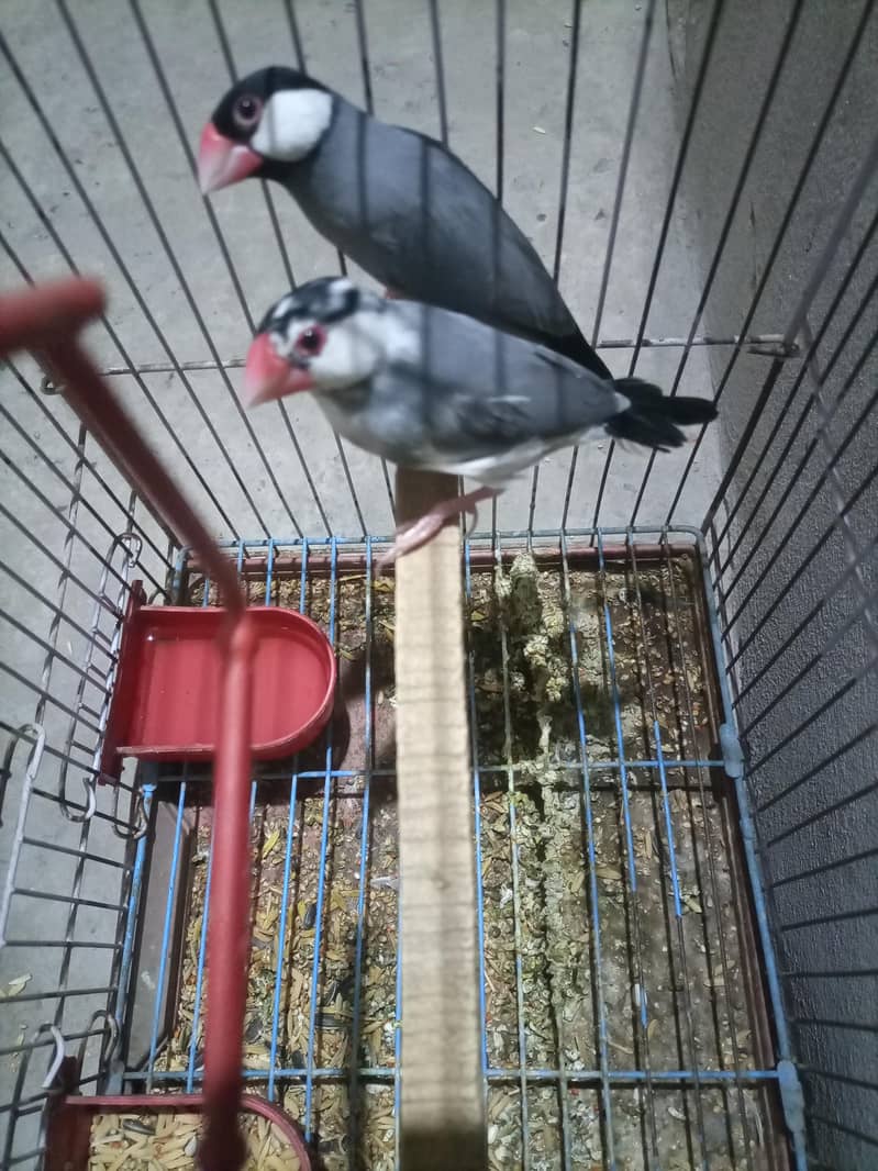 java chidiya pair available 2