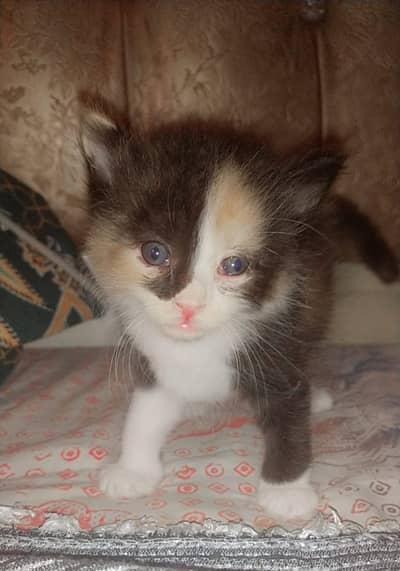 Adorable Calico Kitten for sale buy one get one free