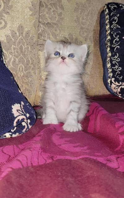 cat pesian