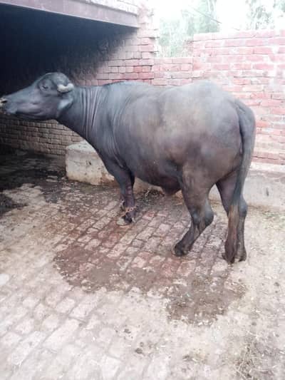 بھینس برائے فروخت