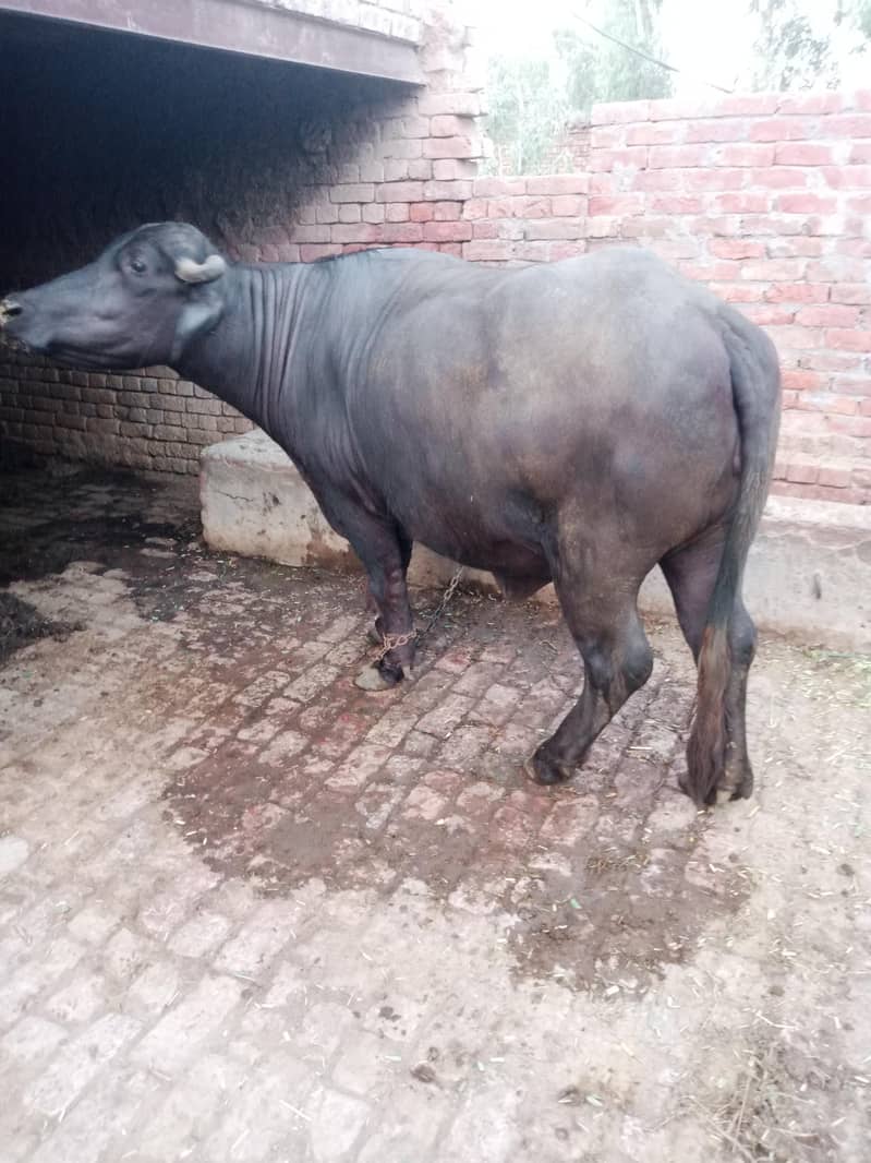 بھینس برائے فروخت 0