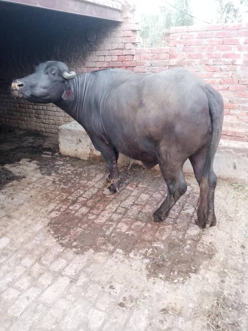 بھینس برائے فروخت 1