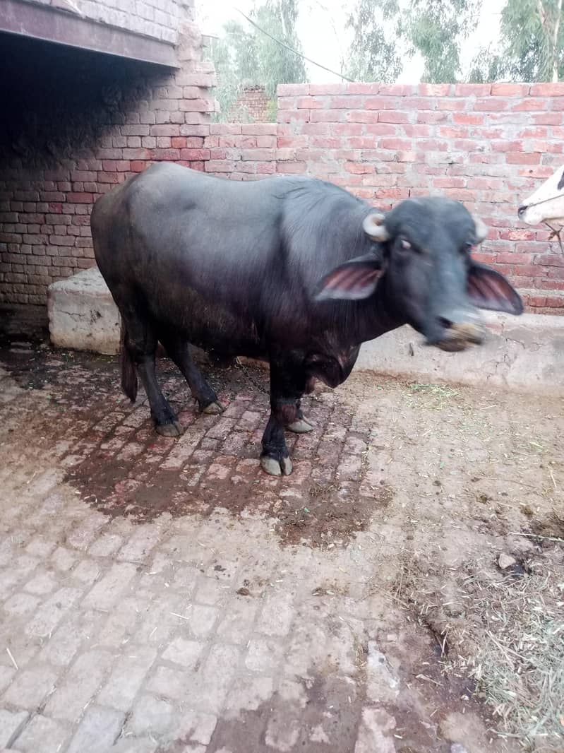 بھینس برائے فروخت 2