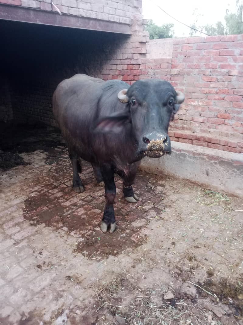 بھینس برائے فروخت 3