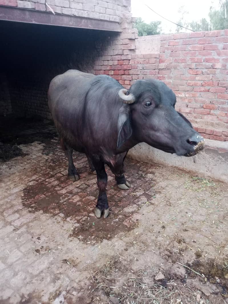 بھینس برائے فروخت 4