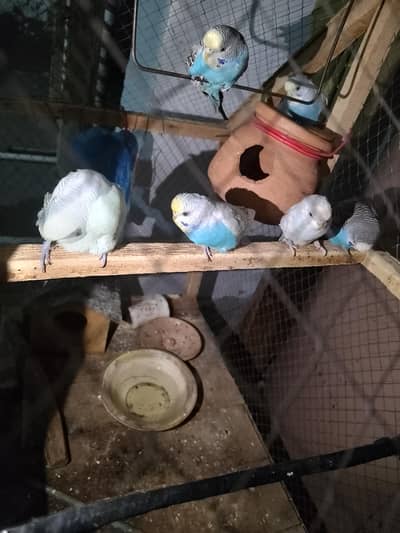 6 Budgie Parrot for sale. City: Kot Addu