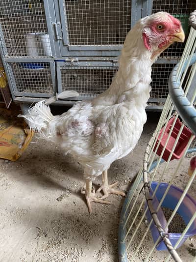 Qandhari White High Quality Females For Sale