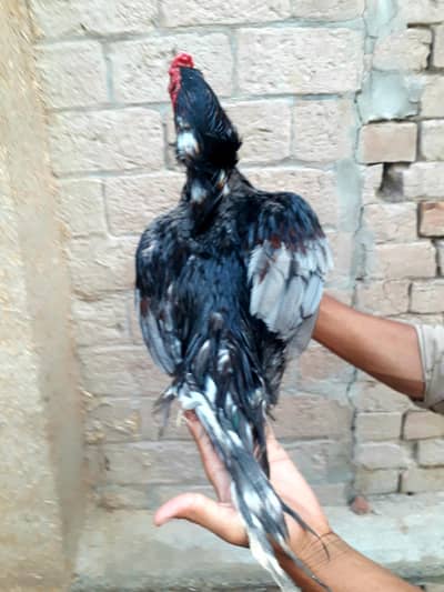 Slata mushki Breeder Ma Sh Allah. top quality aseel 