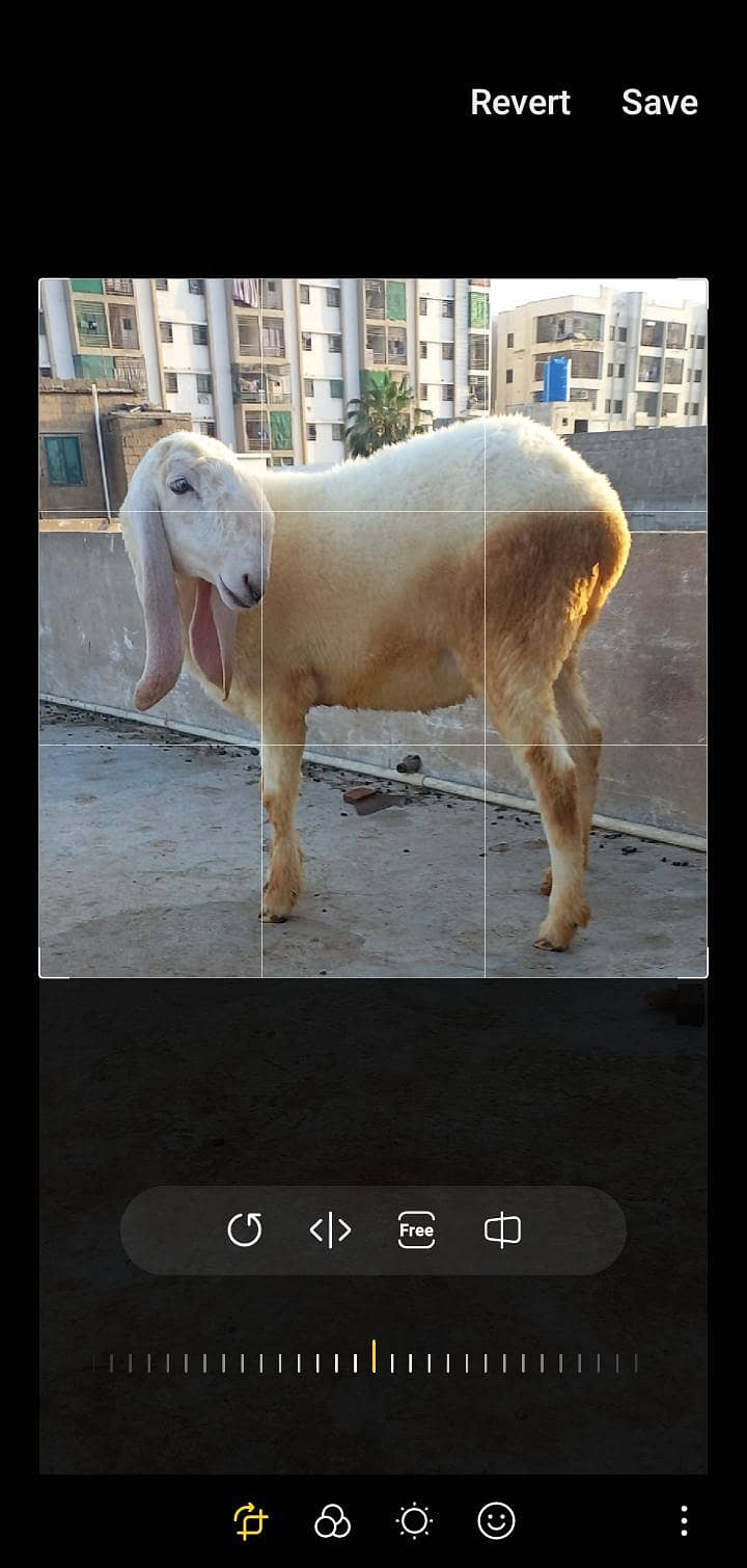 dumbe 2