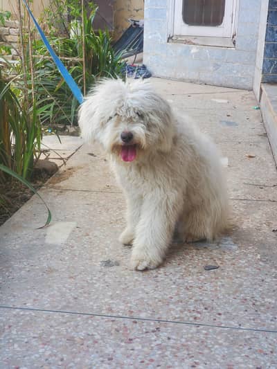 1 Year Maltese Female