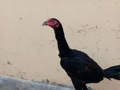 healthy bird