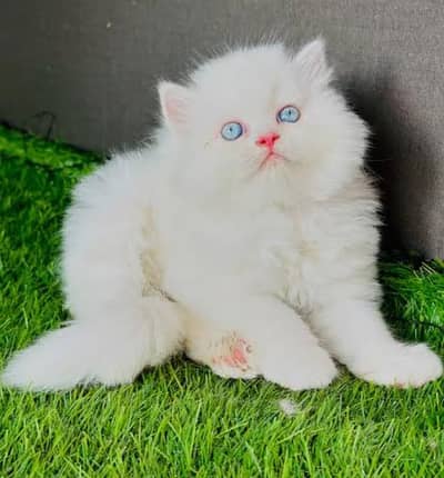Persian cat for sale my WhatsApp number 03457084434